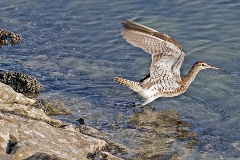 Decline of 98 percent of curlew birds in Ireland compared to the 1980s