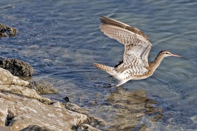 LISTEN BACK: 'Only a few pairs of Curlew left in Cavan and Monaghan'