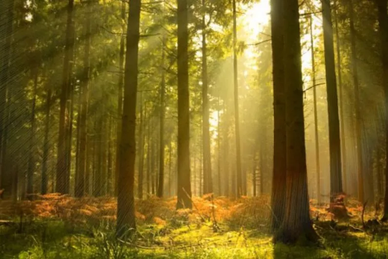 Cavan councillor calls for 'key forestry' to be designated as 'non-commercial recreation forests'