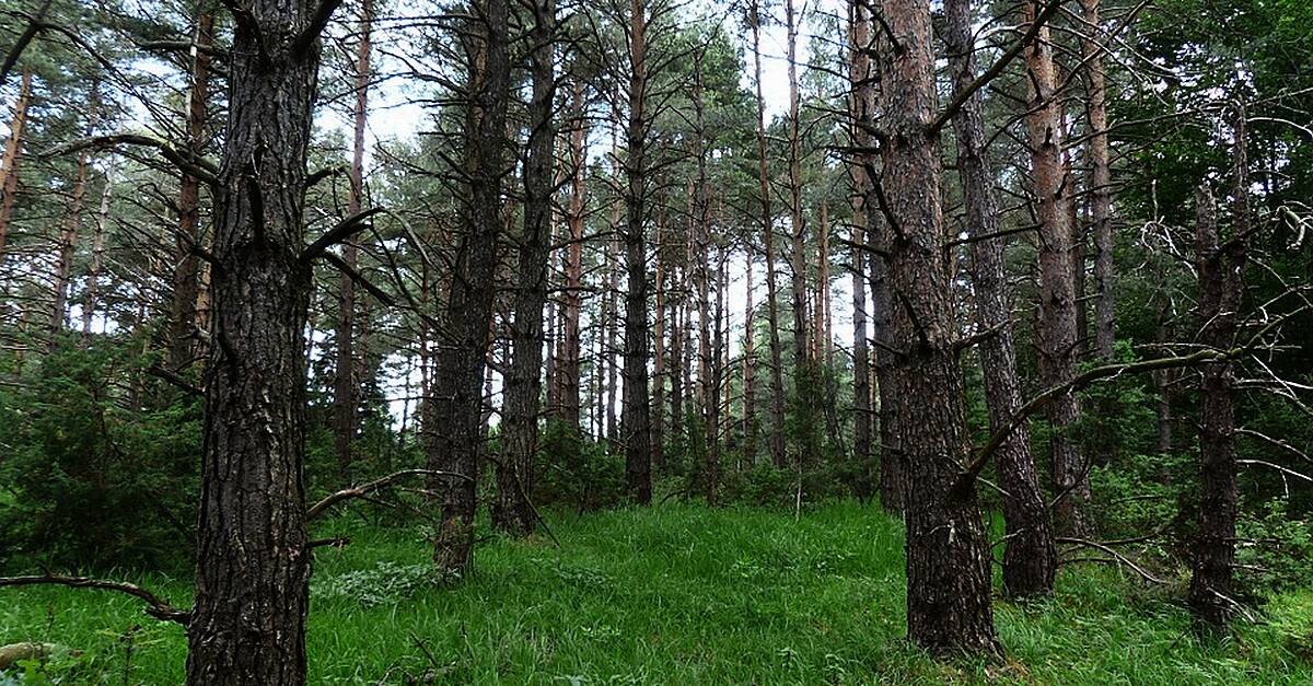 A status orange forest fire warning has been issued by Coilte for this bank holiday weekend.