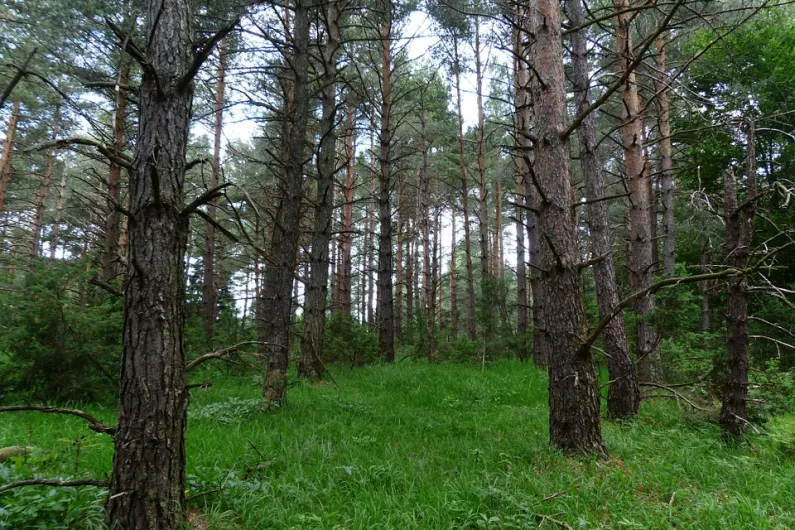 Deputy Carthy says Coillte venture to sell lands shouldn't go ahead