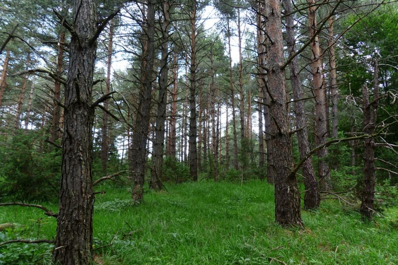 54 forestry applications granted in the Shannonside Northern Sound region so far this year