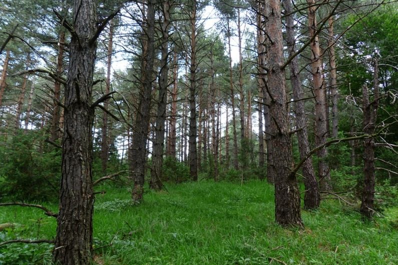 Local TD says forestry deal 'wholesale land grab' on rural Ireland