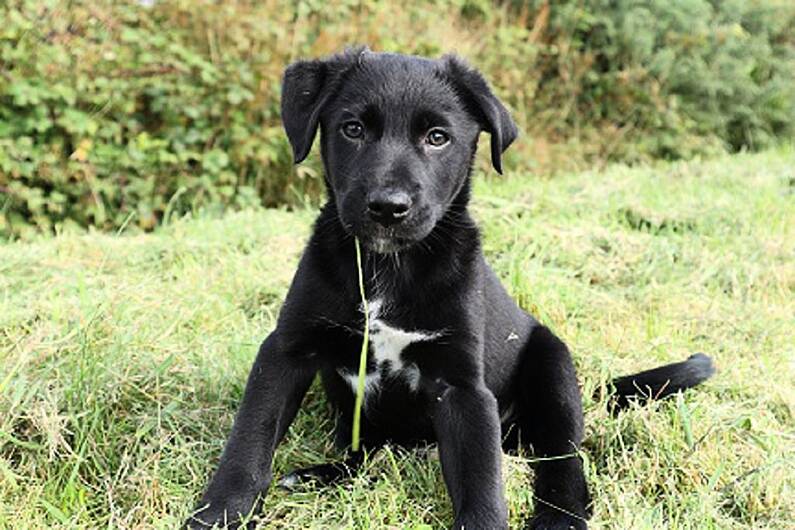The DSPCA says buying dogs for Christmas is fueling animal cruelty