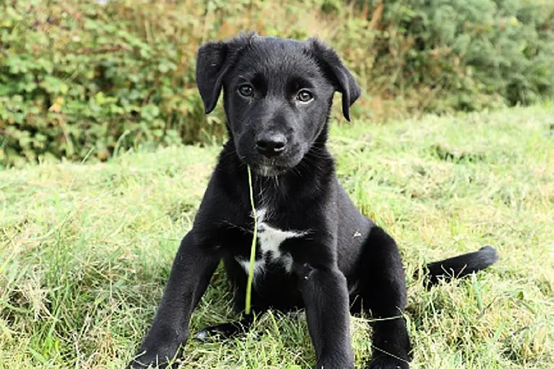 Cavan vet warns pet owners to be 'mindful' during warm weather