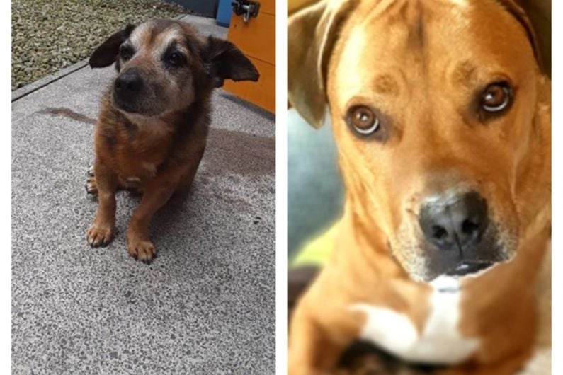 Two local dogs need your votes to become this year's Nose of Tralee
