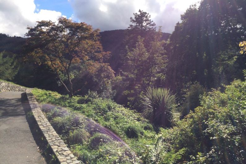 Cavan councillor calls for new scheme for local roadside tree management