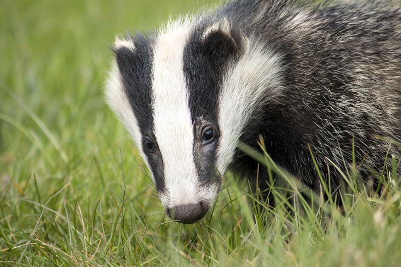 ICSA Animal Health Chair says greater testing of badgers for TB is needed to fight the disease