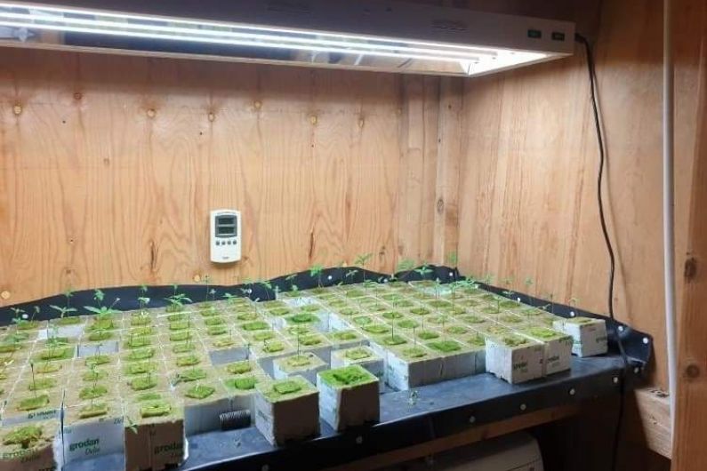 Man arrested and &euro;110,000 worth of cannabis seized after grow house discovery in Cavan