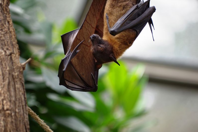 HEAR MORE: Why you shouldn't be afraid of bats