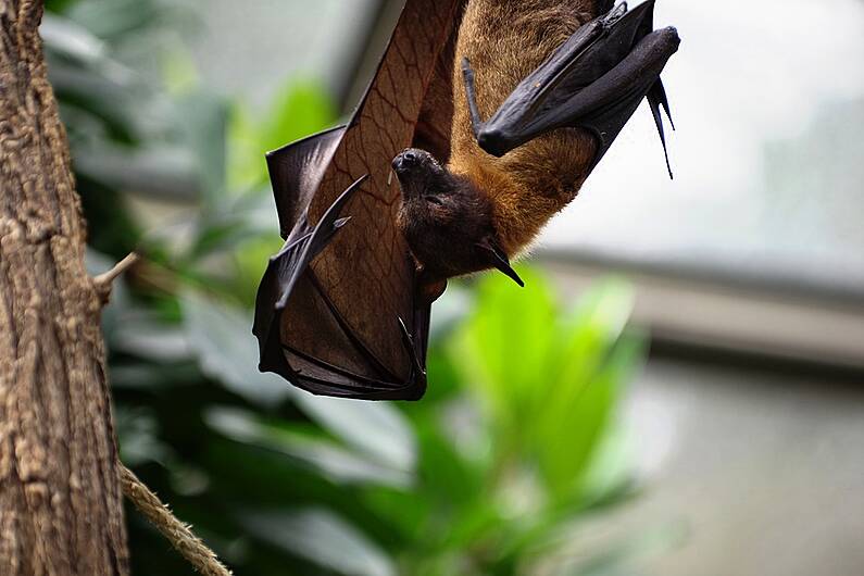 HEAR MORE: Why you shouldn't be afraid of bats