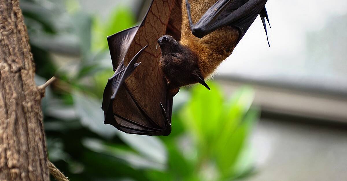 Hear More: Why You Shouldn't Be Afraid Of Bats 