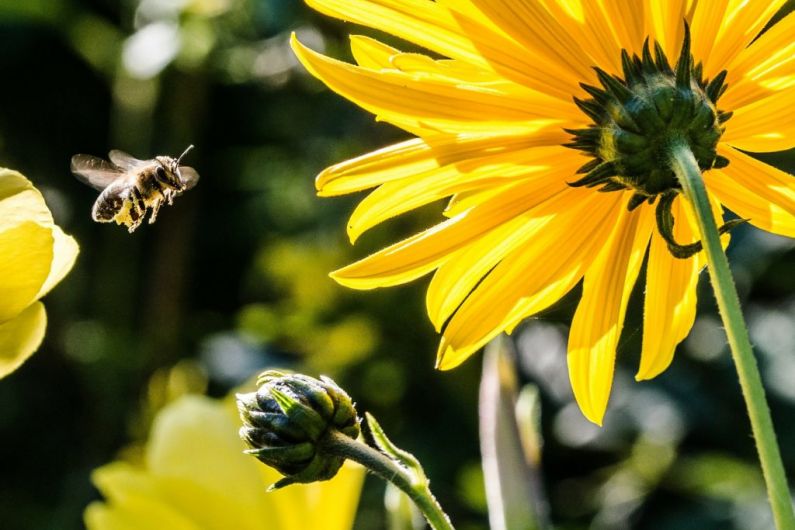 Monaghan town councillors call for greater consultation on All-Ireland Pollinator Plan