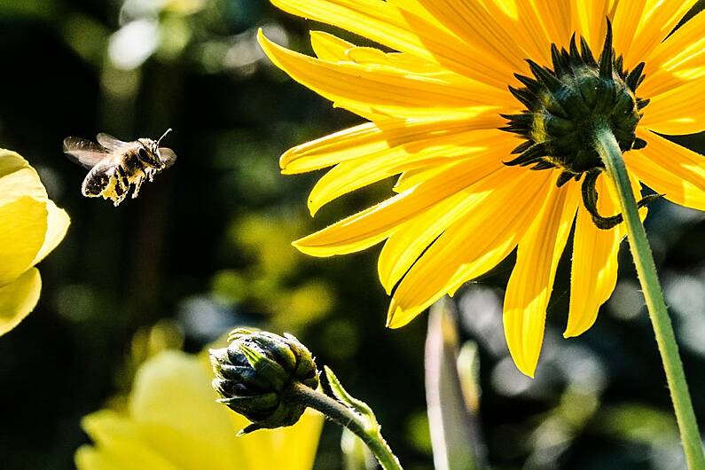 Monaghan town councillors call for greater consultation on All-Ireland Pollinator Plan