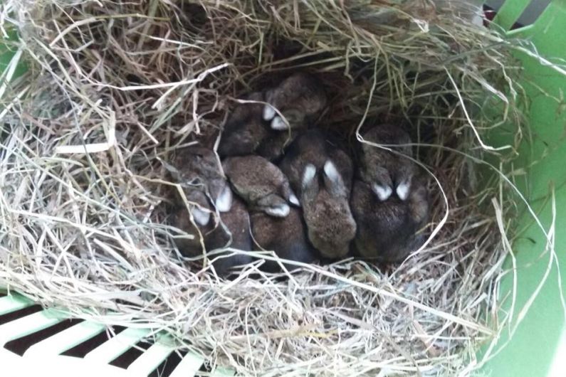 HEAR MORE: Bunnies recovering after being scooped up by a digger