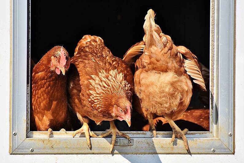 64,000 birds culled in Tyrone as housing order starts