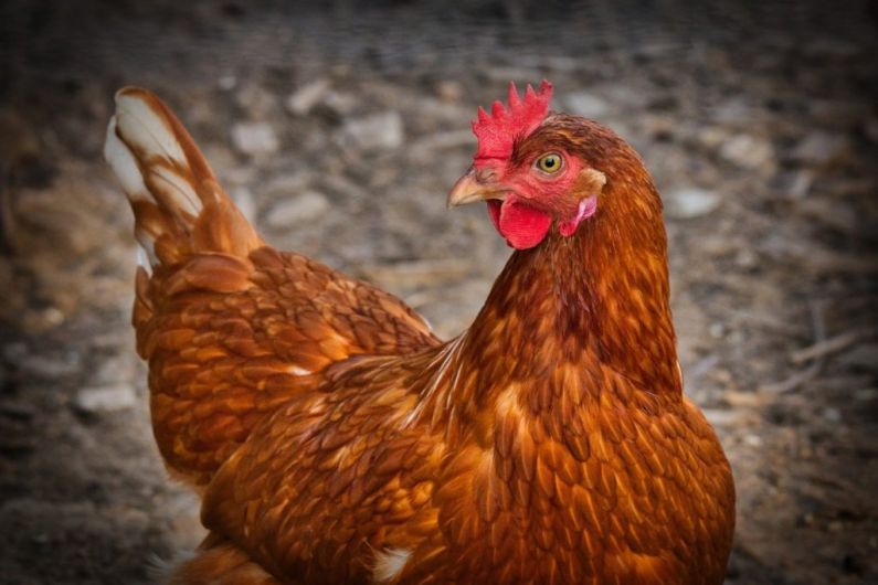 Poultry owners urged to be vigilant after a recent case of bird flu in a wild bird