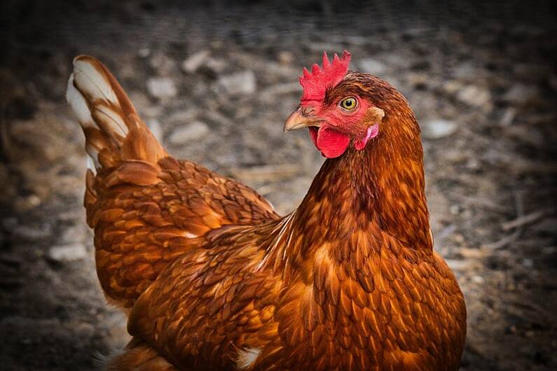 'Precautionary measures' introduced in Co Monaghan following second outbreak of bird flu