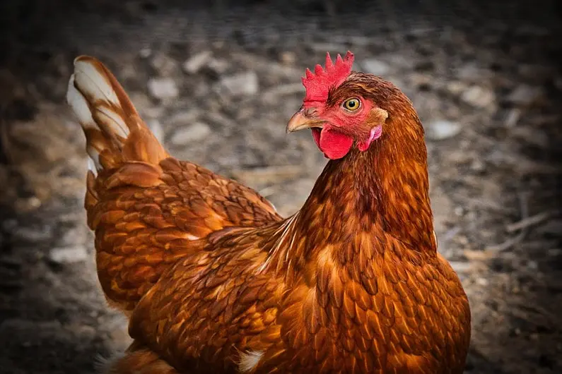 Poultry owners urged to be vigilant after a recent case of bird flu in a wild bird