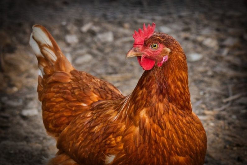 Bord Bia double verify Cavan chicken producer