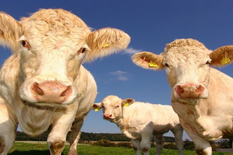 Farmers urged to take steps to protect their livestock during the hot spell