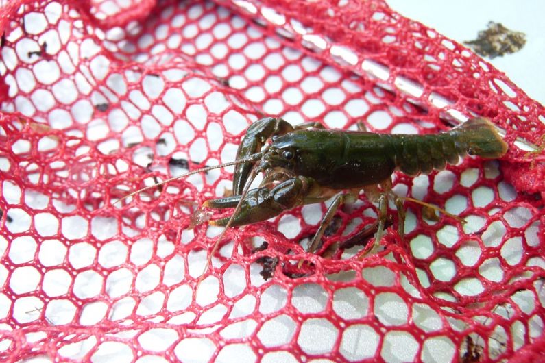 HEAR MORE: Plague threatens Crayfish in local region
