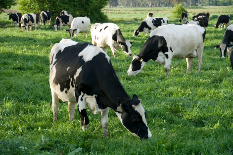 A cluster of TB cases in Cavan and Monaghan still remain