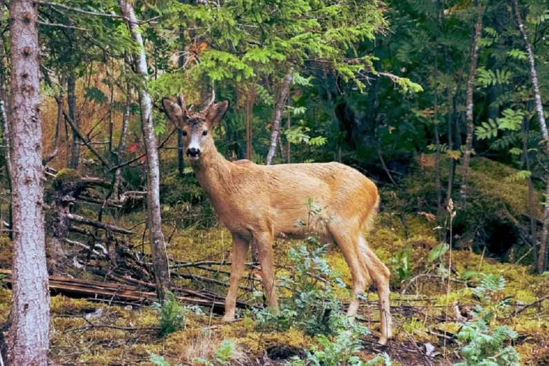 Local people advised to give deer space this rutting season