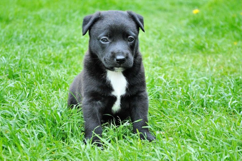Cavan SPCA urges pet owners to be vigilant