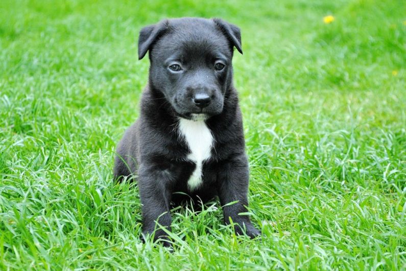 Older dogs being abandoned in rural Cavan