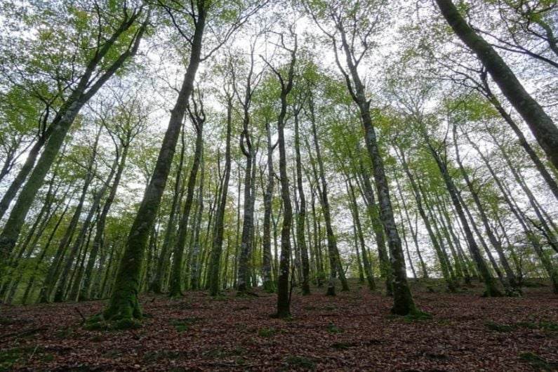 Forestry Co-Op warns industry has "slipped into a massive crisis"