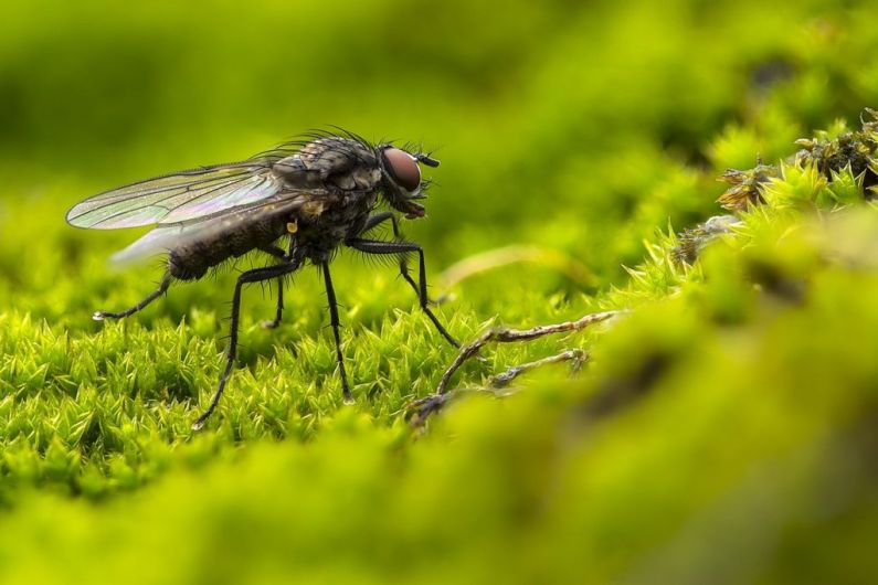 Cavan is the fifth-highest county for fly infestations