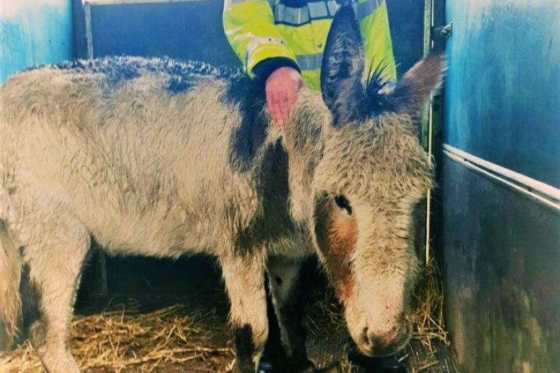 Gardaí investigating "serious case of neglect and cruelty" after donkey found on Cavan-Longford border