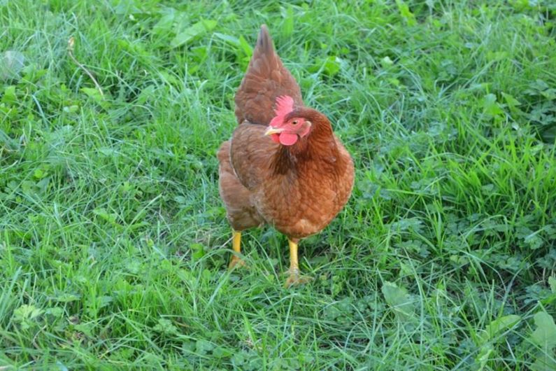 ?LISTEN: Frantic search for hen in Roscommon