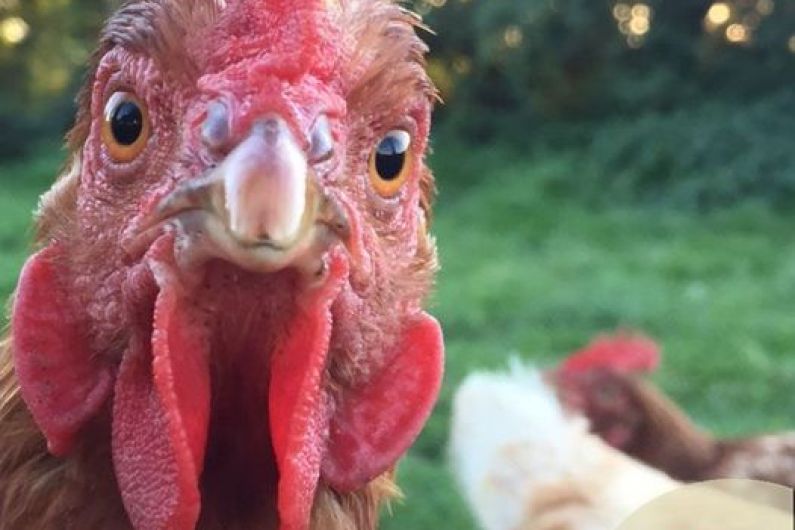 An animal rescue and Sanctuary are looking to find homes for hundreds of battery caged hens.