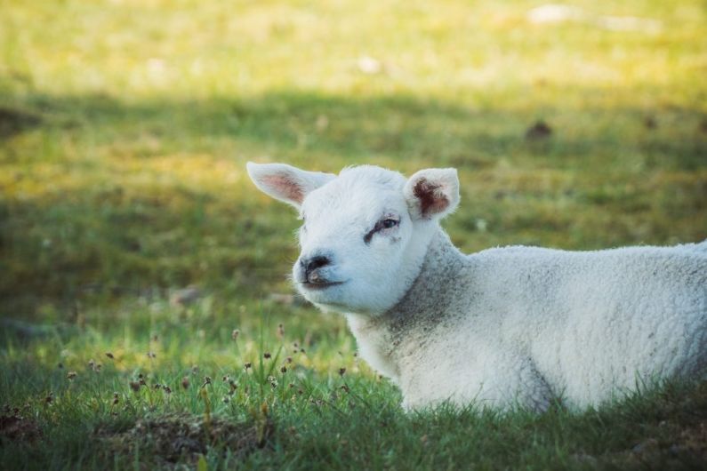 Local dog owners reminded they can be held financially responsible for attacks on sheep