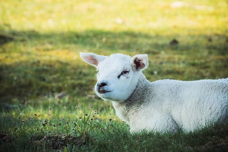 Local dog owners urged to be 'mindful' of sheep attacks