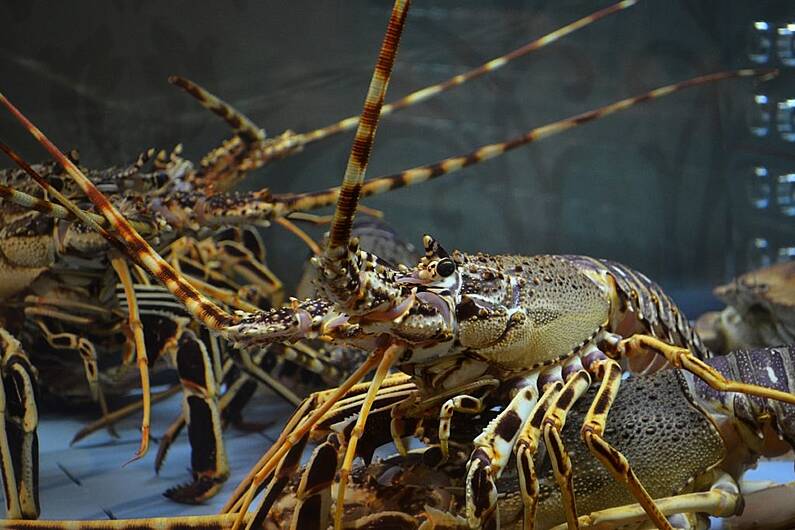 Plan to populate crayfish in Fermanagh-Monaghan lake halted due to water quality issues