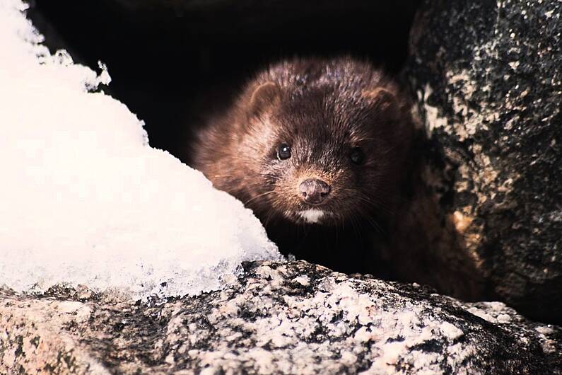 Local TD says urgent clarification is needed on the abandonment of mink culling