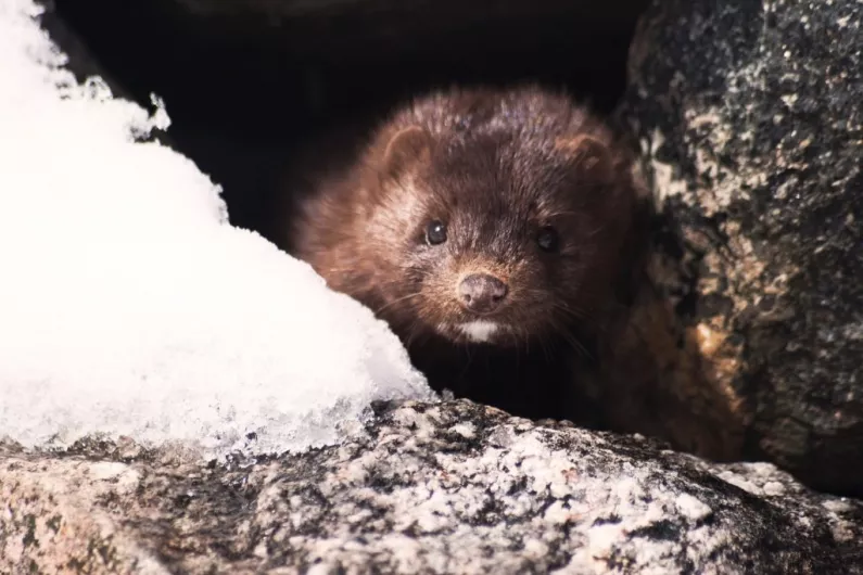 Local TD says urgent clarification is needed on the abandonment of mink culling