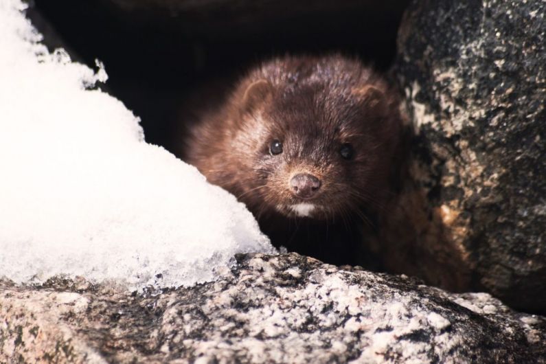All mink on Irish farms to be culled over fears of Covid mutation