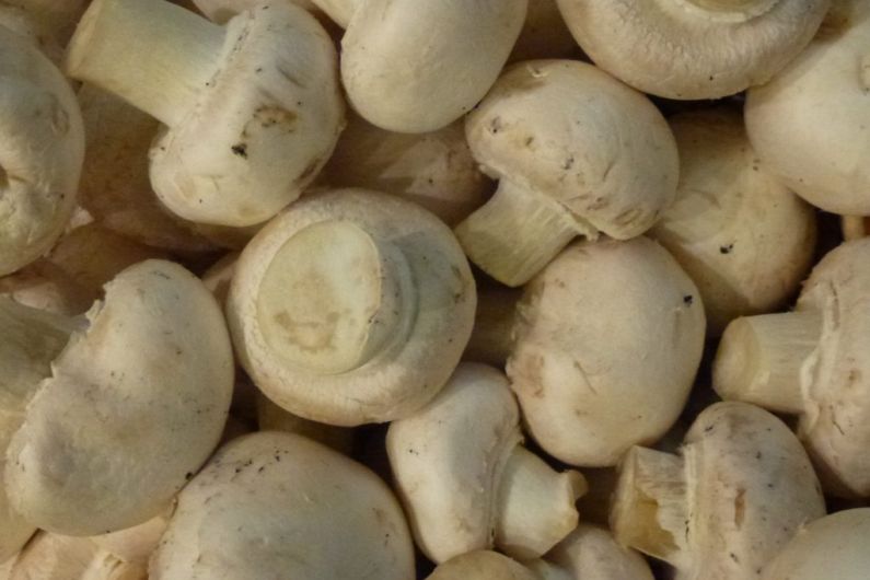 It could soon be cheaper to import mushrooms than produce them locally