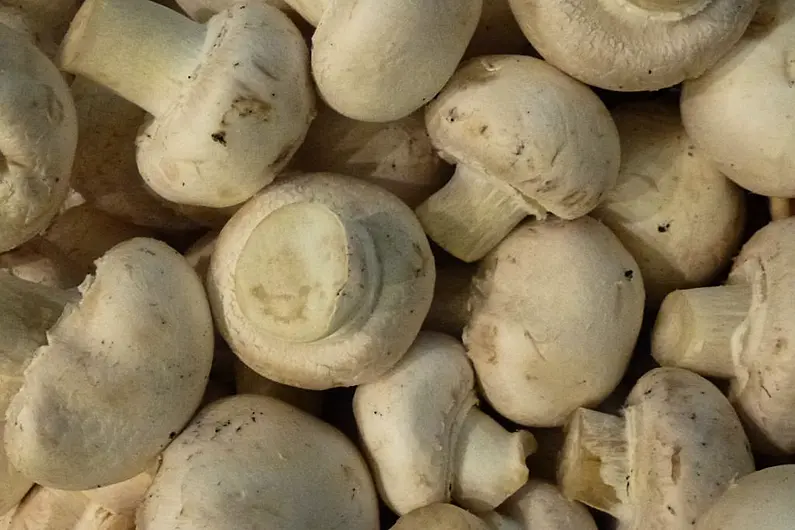 Local representative from mushroom sector says new permit rules will be major benefit