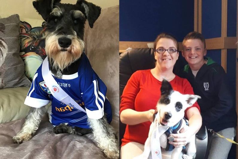 HEAR MORE: Local pooches hope to be named Nose of Tralee