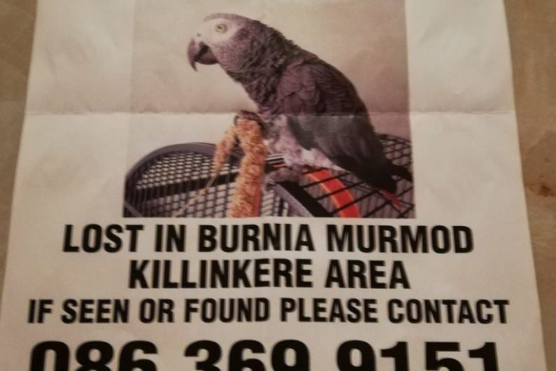 Cavan woman hasn&rsquo;t given up hope of finding her African grey parrot that went missing in August