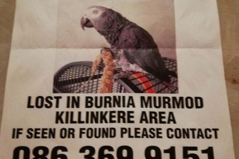 Cavan woman hasn’t given up hope of finding her African grey parrot that went missing in August