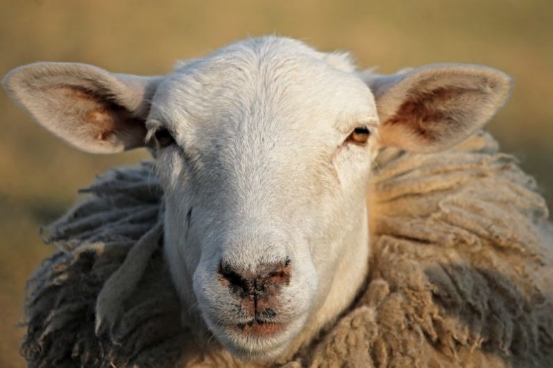 Belturbet gardaí seek information in relation to theft of 17 sheep in the Redhills area
