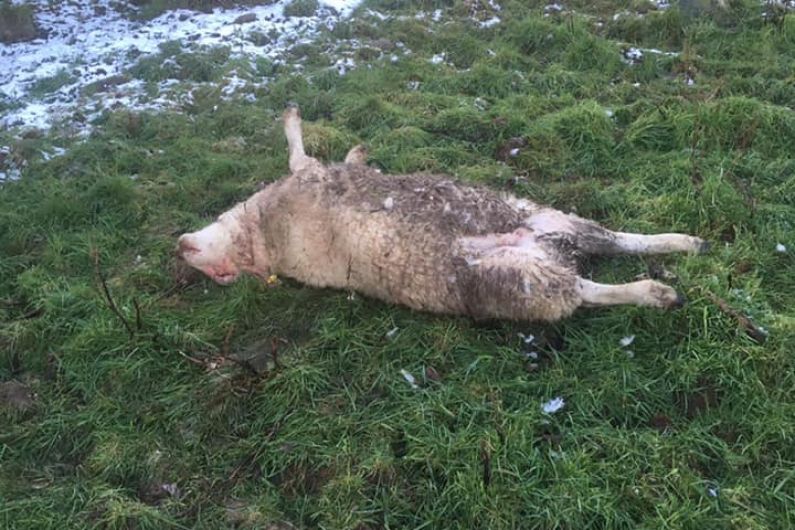 Dog owners reminded of need to control their dogs at all times, following recent sheep attacks in Monaghan