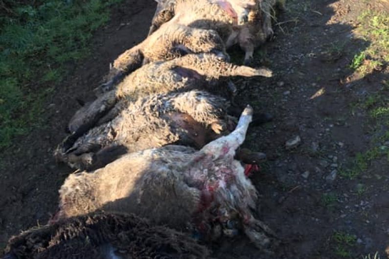 Dog owners warned they face prosecution after livestock attack