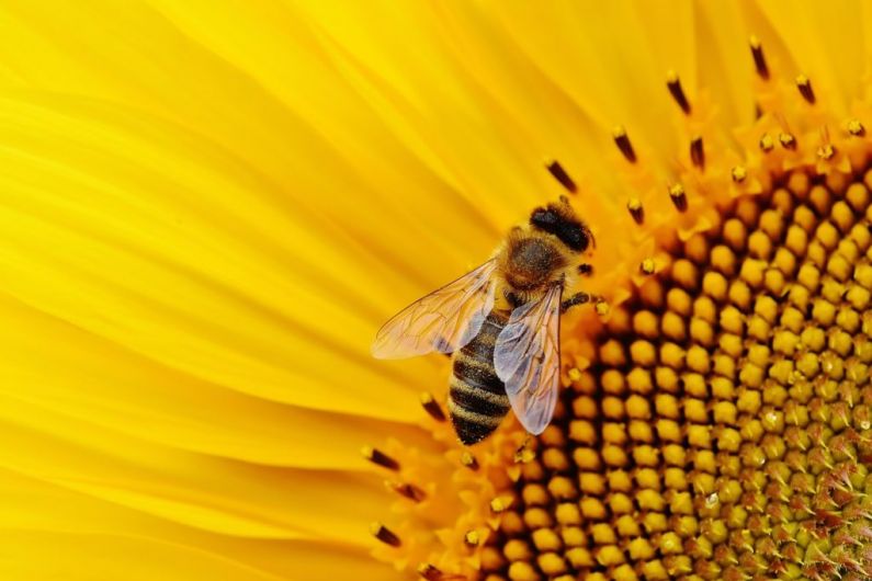 HEAR MORE: Beekeeper Seamus Murphy speaks about local beekeeping association